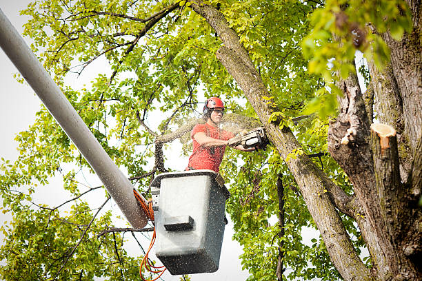 Best Hedge Trimming  in Plattsmouth, NE